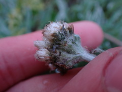 Antennaria lanata