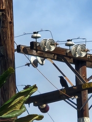 Corvus brachyrhynchos