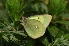 Colias palaeno