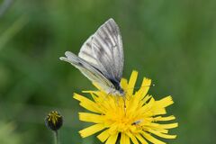Pieris bryoniae