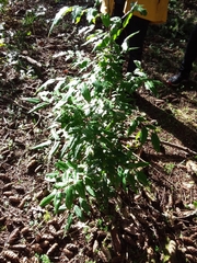 Berberis