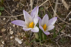 Crocus carpetanus