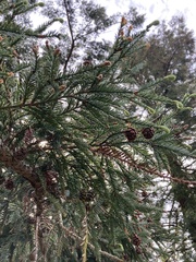 Sequoia sempervirens