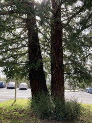 Sequoia sempervirens