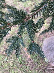Sequoia sempervirens