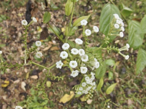 Heliotropium sarmentosum observed 2022-09-28
