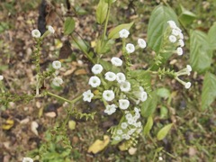 Heliotropium sarmentosum