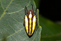 Alpaida bicornuta