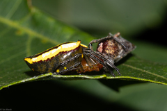 Alpaida bicornuta