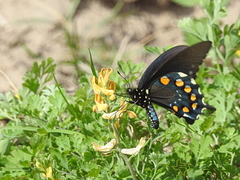 Corydalis micrantha texensis
