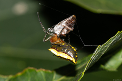 Alpaida bicornuta