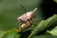Alpaida bicornuta