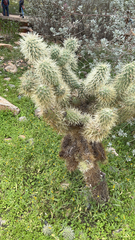 Cylindropuntia bigelovii