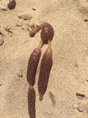 Botrylloides perspicuus