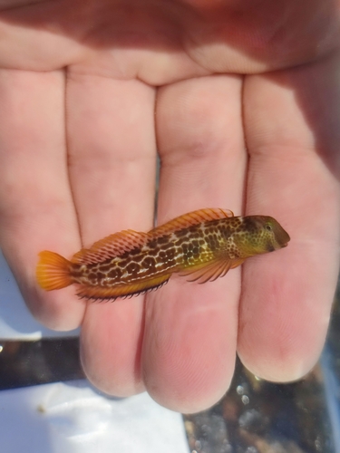 Caneva's Blenny, Ελλάδα, photo 8 of 10