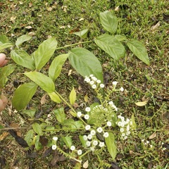 Heliotropium sarmentosum