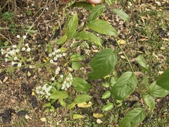 Heliotropium sarmentosum