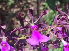 Encyclia cordigera image