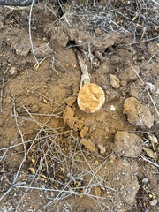 Battarrea phalloides