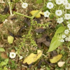 Heliotropium sarmentosum