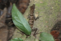 Anolis polylepis