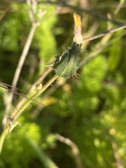 Urospermum picroides