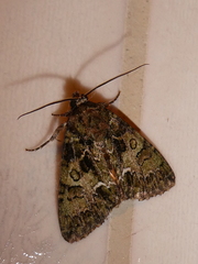 Polyphaenis sericata