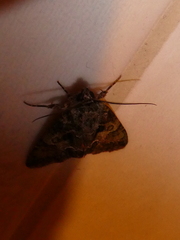 Polyphaenis sericata