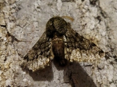 Apocheima hispidaria