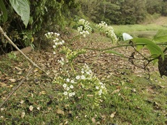 Heliotropium sarmentosum