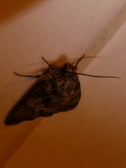 Polyphaenis sericata