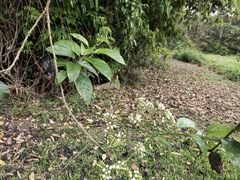 Heliotropium sarmentosum