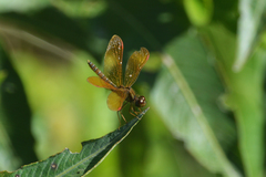 Perithemis tenera
