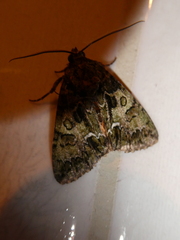 Polyphaenis sericata