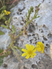 Senecio vernalis