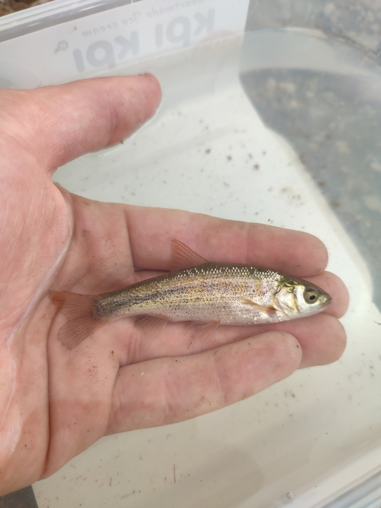 Beotian Riffle Dace
