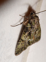 Polyphaenis sericata