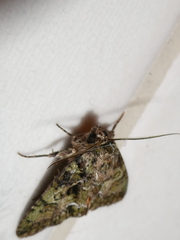 Polyphaenis sericata