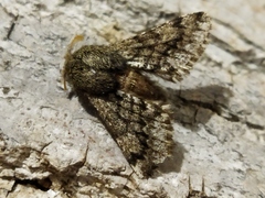 Apocheima hispidaria