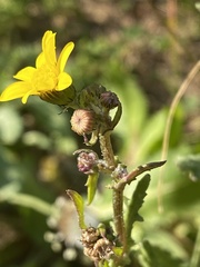 Senecio vernalis