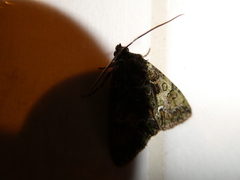 Polyphaenis sericata