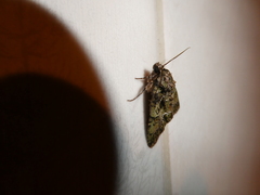 Polyphaenis sericata