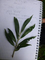 Salix alba