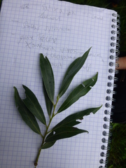 Salix alba