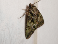 Polyphaenis sericata