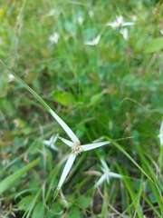 Rhynchospora colorata