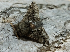 Apocheima hispidaria