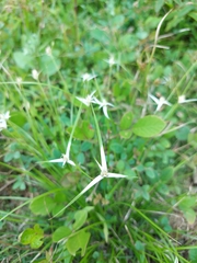 Rhynchospora colorata