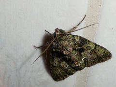 Polyphaenis sericata