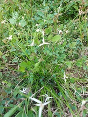 Rhynchospora colorata